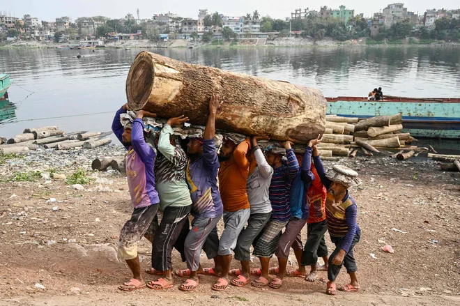Bangladeški delavci nosijo hlod po razkladanju s tovornega čolna v bližini reke Buriganga v Daki. Foto: Munir Uz Zaman/Afp