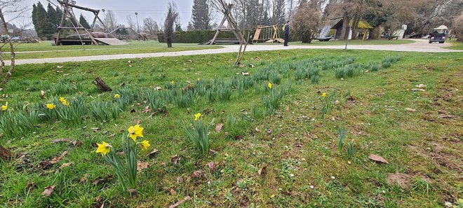 Cvetovi narcis so za zdaj še precej sramežljivi. FOTO: Bojan Rajšek/Delo