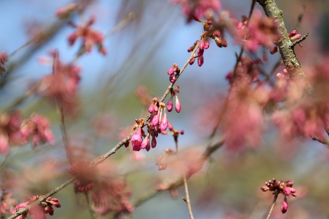 Japonska češnja Prunus campanulata. FOTO: Dejan Javornik/Slovenske novice