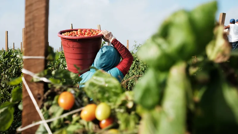Podporo direktivi so izrekla številna podjetja in podjetniška združenja, tudi italijanskih proizvajalcev paradižnikove mezge. FOTO: Spencer Platt/AFP
