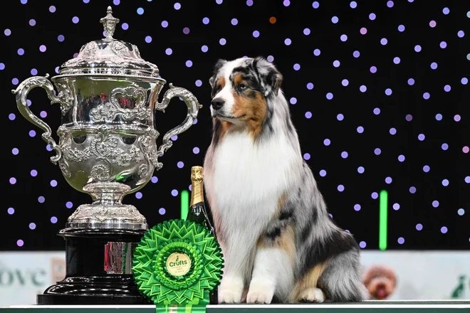 Zmagovalec razstave Best in Show, avstralski ovčar Viking, pozira fotografu na podelitvi pokalov za nagrado »Best in Show« na zadnji dan razstave Crufts v Nacionalnem razstavišču v Birminghamu. Foto: Oli Scarff/Afp