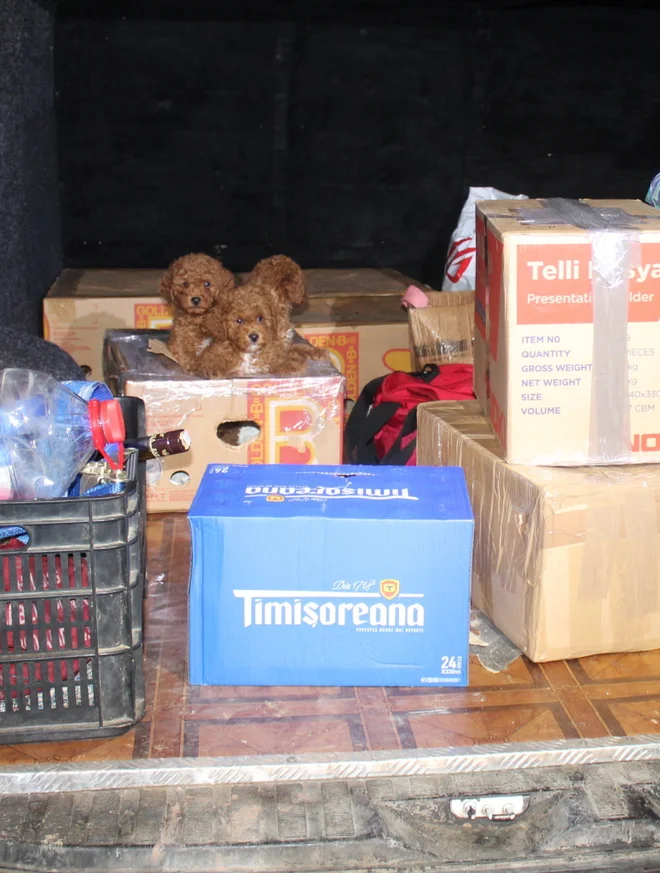 Inšpektorica je odredila odvzem psov. FOTO: Veterinarska Bolnišnica Brežice In Ppiu Pu Novo Mesto