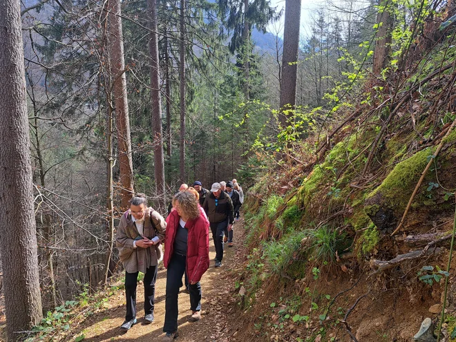 V celjskem mestnem gozdu je dvanajst urejenih gozdnih poti v dolžini 14 kilometrov. FOTO: Špela Kuralt