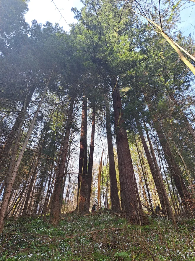 Pogled proti najvišjim drevesom v celjskem mestnem gozdu, med katerimi je tudi pečovniška duglazija, najvišje drevo v Sloveniji. FOTO: Špela Kuralt