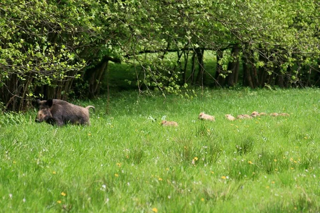 Spomladi se začnejo v večjem obsegu pojavljati škode, ki jih povzročajo zavarovane živalske vrste in divjad. FOTO: Oste Bakal
