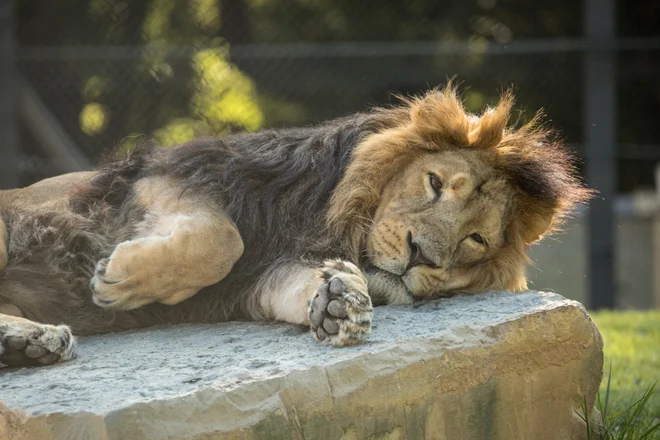 FOTO: ZOO Ljubljana 