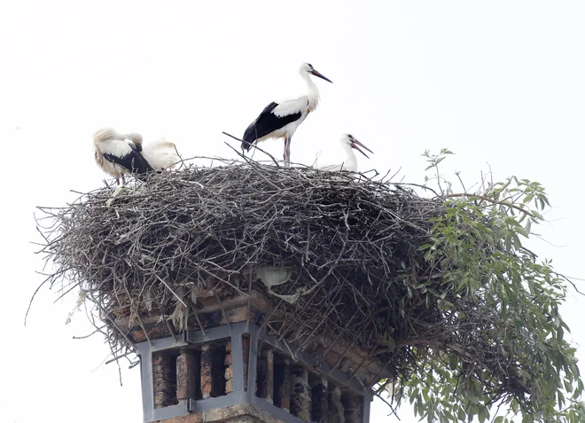 Vedno bolj zelene zime in zgodnje pomladi so privabile štorklje tudi v kraje, ki so jih še pred nedavnim zviška preletele. FOTO: Mavric Pivk