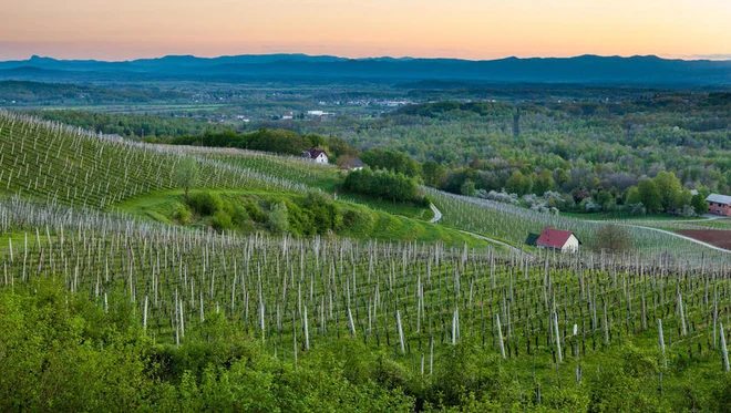 Belokranjci so ponosni na svojo kulturo, še posebej ker so te kraje, ki so zdaj zasajeni z vinsko trto, poseljevali že v pradavnini. FOTO: Jošt Gantar/STO