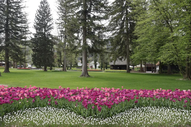 Ob zaključku poletja so naročili 60.000 čebulic tulipanov in nekateri od teh že vabijo poglede. FOTO: Leon Vidic