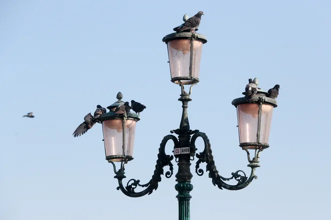 Zbor golobov FOTO: Marko Feist