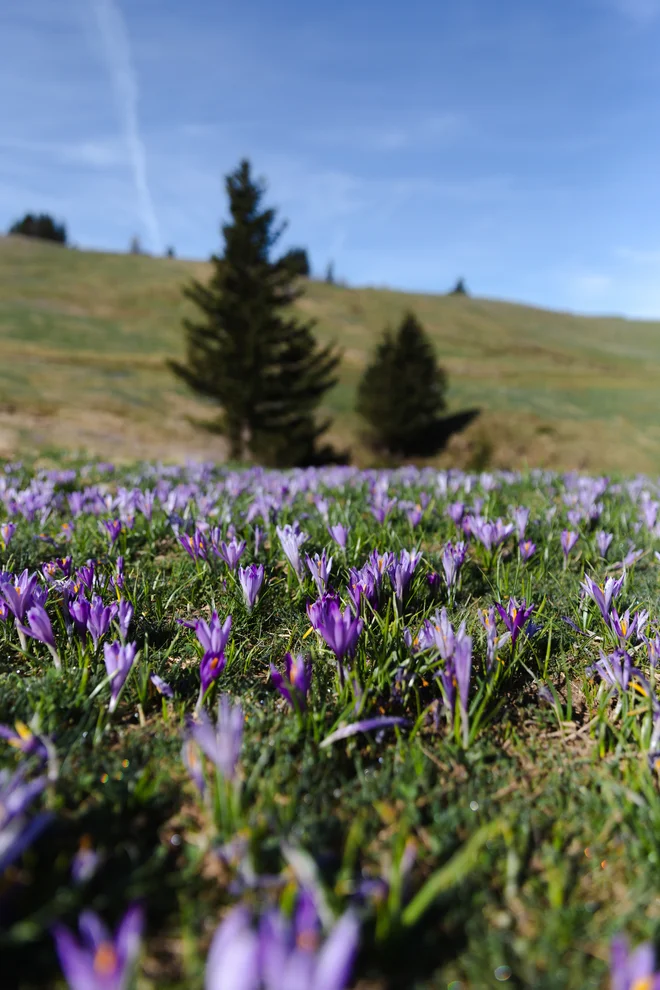 Žafrani sovpadejo z začetkom turistične sezone, ko topli, daljši in sončni dnevi privabijo večje število obiskovalcev. FOTO: Kaja Ribežl