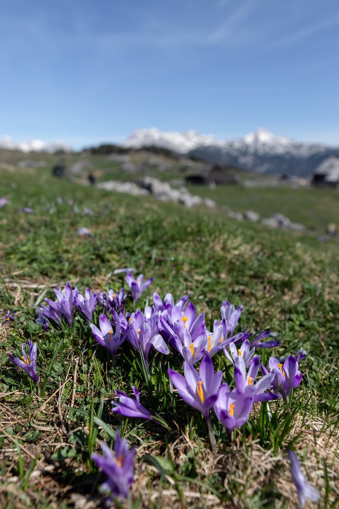 Čudoviti cvetovi, v ozadju pa Kamniško-Savinjske Alpe. FOTO: Kaja Ribežl