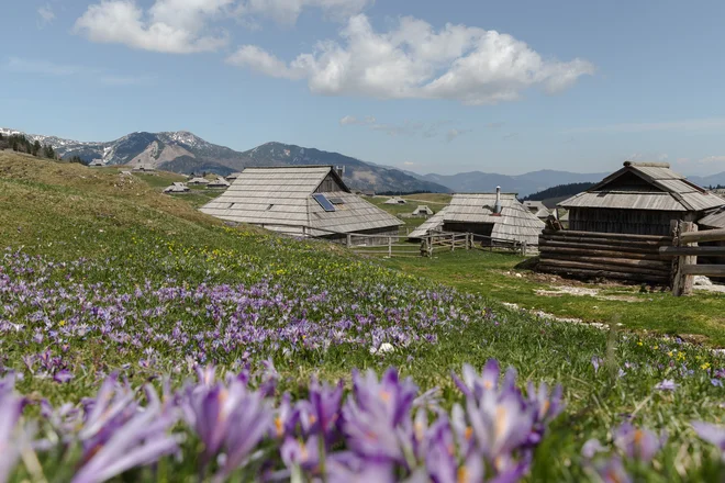 Letos so se žafrani razcveteli bolj zgodaj. FOTO: Kaja Ribežl