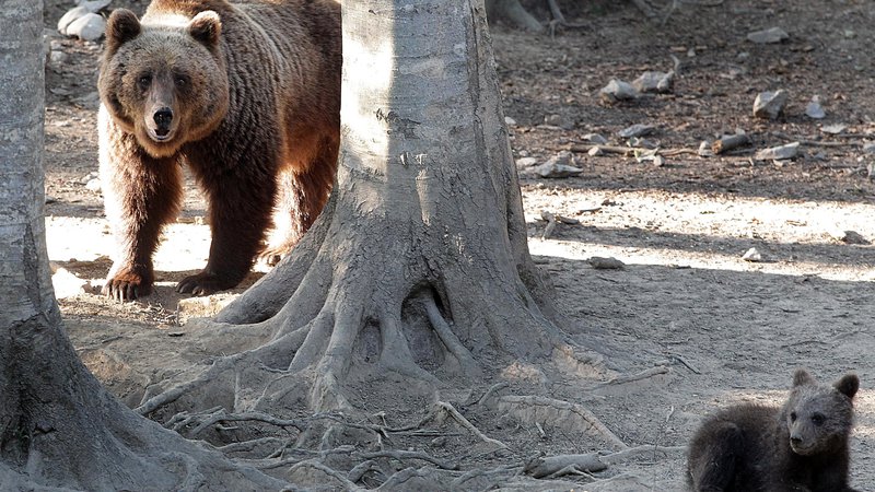 Fotografija: Gostota rjavega medveda na ozemlju Slovenije je med najvišjimi znanimi v svetu, konfliktov pa ni mogoče preprečiti zgolj s preventivnimi ukrepi, trdijo na ministrstvu za naravne vire in prostor. FOTO: Ljubo Vukelič/Delo