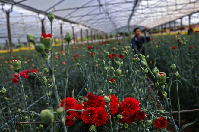 Rastlinjak Florineve v Montiju FOTO: Patricia De Melo Moreira/AFP