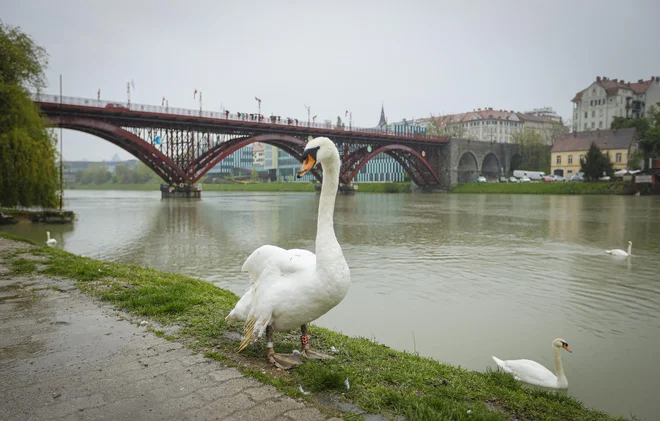 Pri labodu pri Lendavi so odkrili nov primer ptičje gripe, v nevarnosti so pa vsi. FOTO: Jože Suhadolnik/Delo