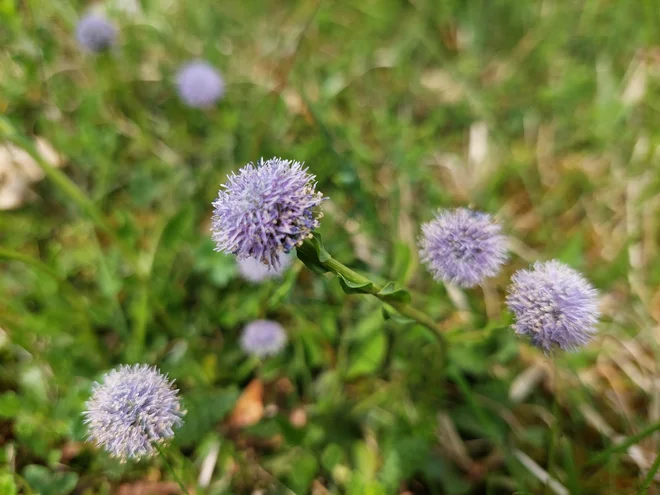Navadna mračica. FOTO: Maja Prijatelj Videmšek 