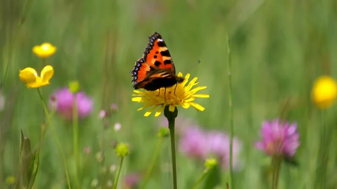 Biotopi Foto Tv Slo