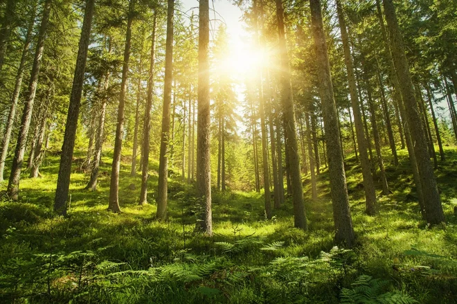 Kako so preživeli hude zime, ko je bilo snega skoraj do pasu, kaj so jedli, kako so našli pravo pot, kje so poiskali zavetje, kje so spali? So bili v gozdu nevidni kot divje živali? FOTO: Deposit photos