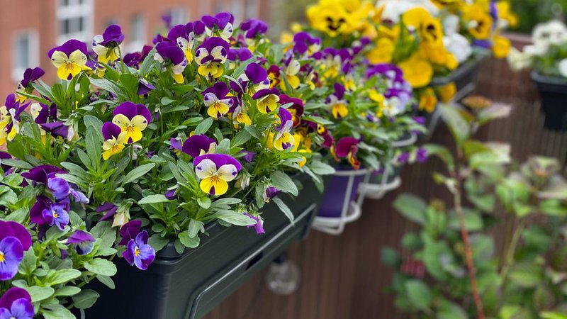 Fotografija: Letos smo na družabnih omrežjih opazili trend, kako te vrste rastlin uporabiti nekoliko drugače. FOTO: Lapa Smile, Shutterstock