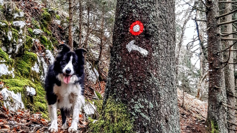 Fotografija: Obisk hribov s psom je lepo doživetje, vendar je treba upoštevati nekaj osnovnih pravil in izbrati primerne ture. FOTO: Tina Horvat