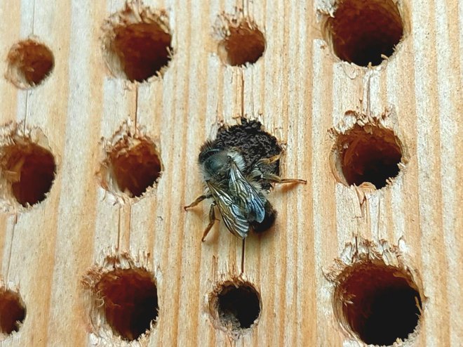 Po daljšem obdobju samevanja se je v hotel za žuželke  naselila čebela samotarka. FOTO: Maja Prijatelj Videmšek 