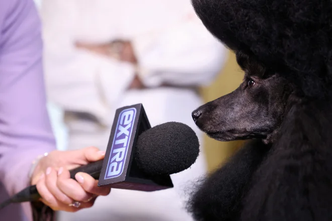 Intervju z miniaturno pudljico, zmagovalko pasje razstave Westminster Kennel Club v New Yorku. Sage, kot jo imenujejo, je zmagala v kategoriji Best in Show in v skupini nešportnih psov. Je četrti miniaturni pudelj, ki je v zgodovini Westminstrske razstave osvojil Best in Show. Foto: Andrew Kelly/Reuters