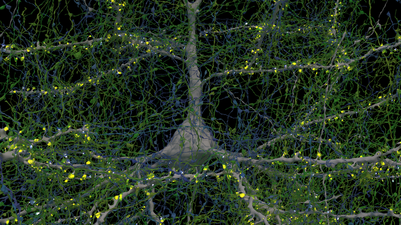 Fotografija: Nevron in njegove povezave z drugimi nevroni. FOTO: Google Research & Lichtman Lab/Univerza Harvard

 