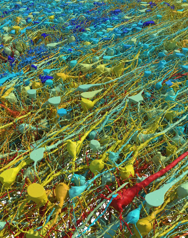 Ekscitatorni nevroni, katerih jedro je široko od 15 do 30 mikrometrov. FOTO: Google Research & Lichtman Lab/Univerza Harvard

 