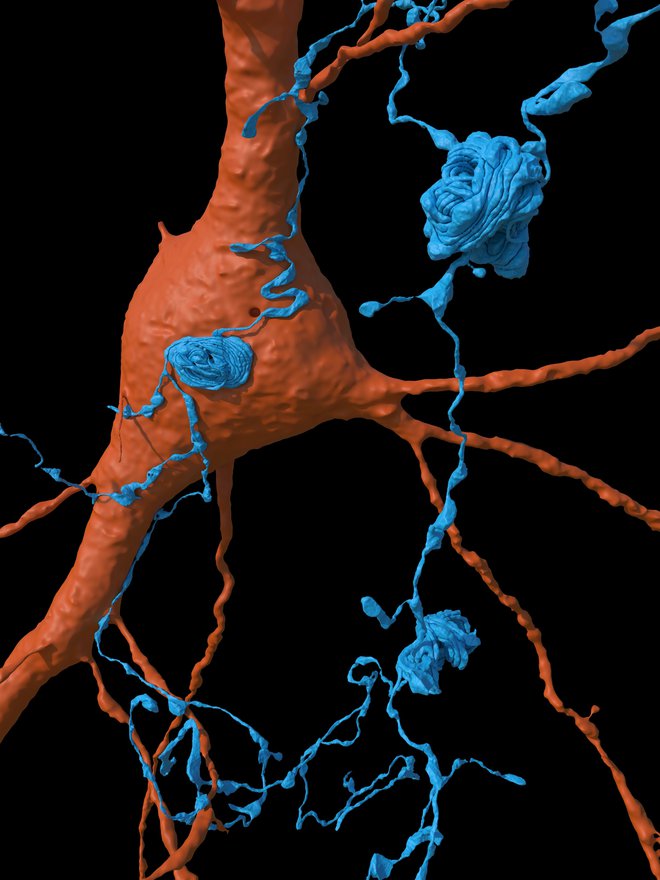 Aksonske vijuge so vidne v modri barvi in tvorijo nenavadne zanke. FOTO: Google Research & Lichtman Lab/Univerza Harvard