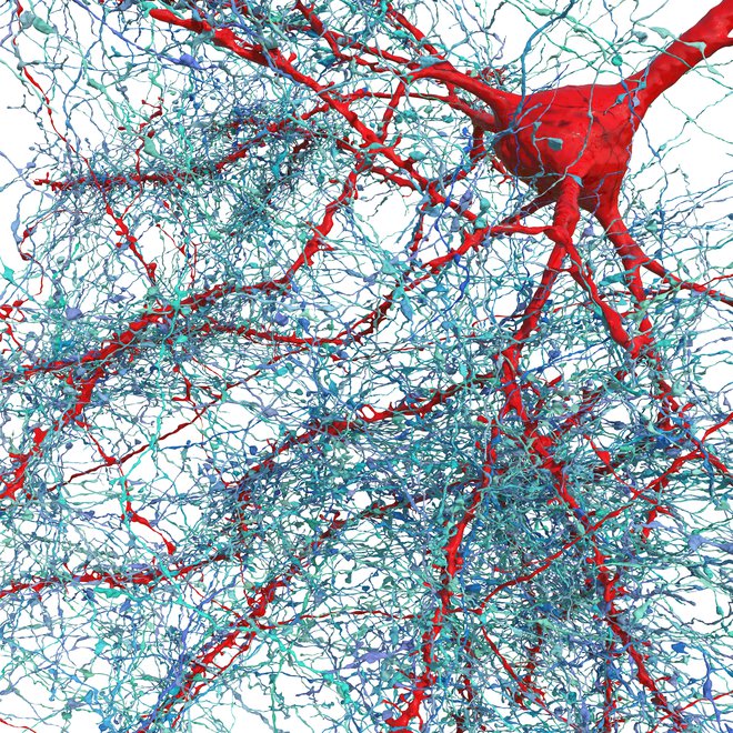 V človeških možganih je približno 86 milijard nevronov. FOTO: Google Research & Lichtman Lab/Univerza Harvard

 