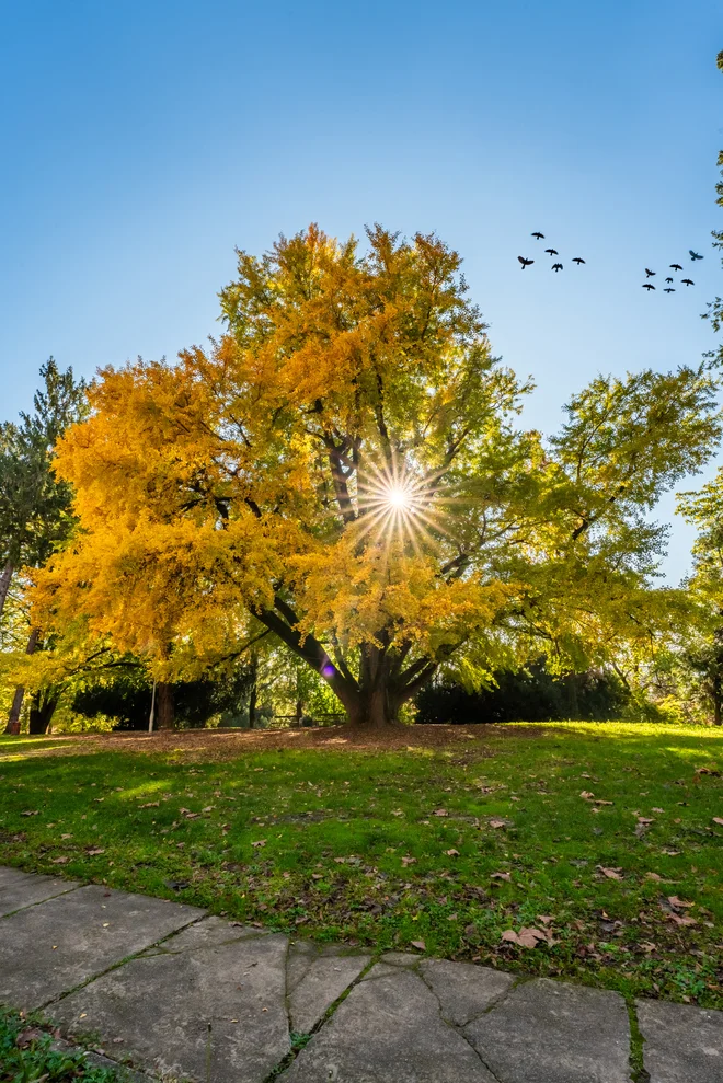 Mogočni ginko v Daruvarju v vsej svoji lepoti zasije jeseni, ko se listi obarvajo v rumenkaste odtenke. FOTO: Stipe Boščić