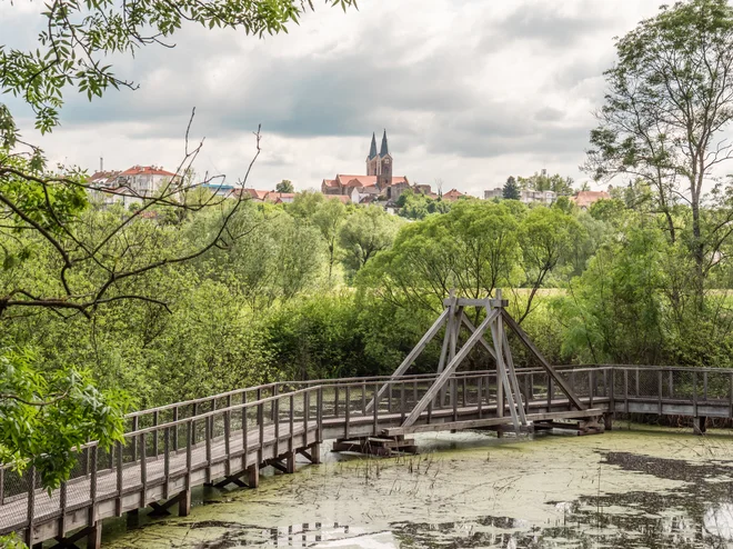 V ozadju mestece Čazma, v ospredju 1,8 kilometra dolga pot med krošnjami. FOTO: Stipe Boščić