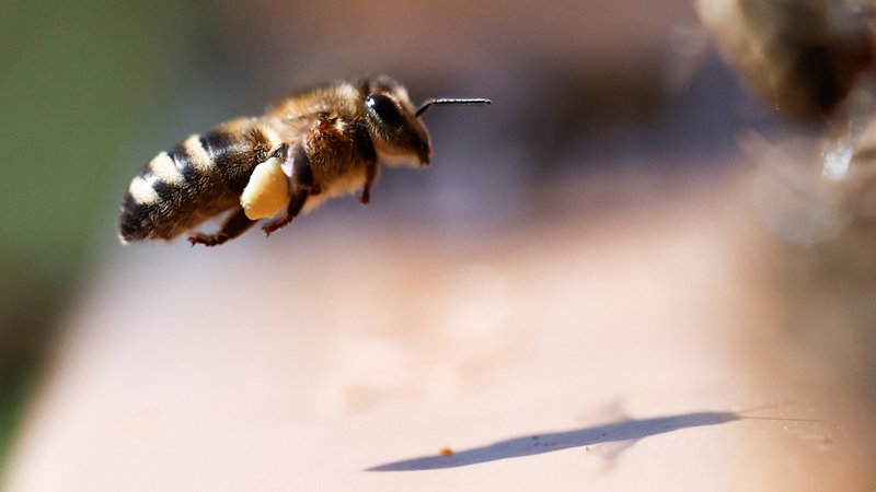Fotografija: Pesticidi, ki škodujejo čebelam, so v Evropski uniji že nekaj let prepovedani, toda evropska podjetja jih izvažajo v tretje države, od koder se k nam vračajo s sadjem in zelenjavo. FOTO: Stephane Mahe/Reuters