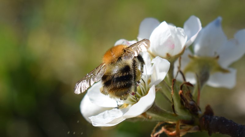 Fotografija: Da bi pomen čebel in čebelarstva spoznali že najmlajši, si slovenski čebelarji prizadevajo vrsto let. FOTO: Blaž Koderman 