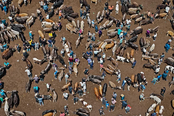 Utrinek iz sejma živine v mestu Yili v severozahodni kitajski regiji Xinjiang. Foto: Stringer/Afp