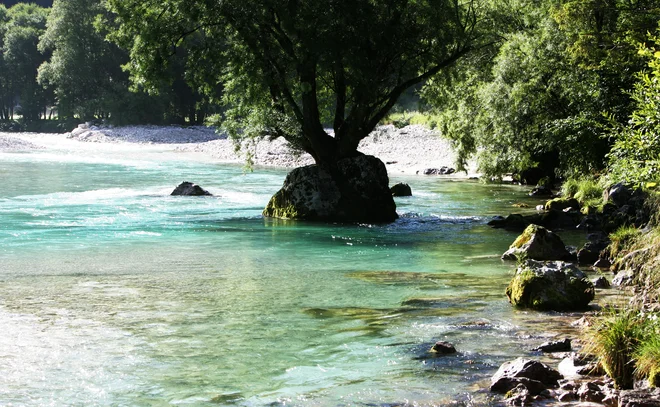 Soča. Najbolj smo uničili vodotoke, na katerih smo zgradili hidroelektrarne, pravi Marijan Govedič. FOTO: Igor Modic