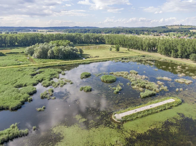 Naravni rezervat Ormoške lagune FOTO Tilen Basle