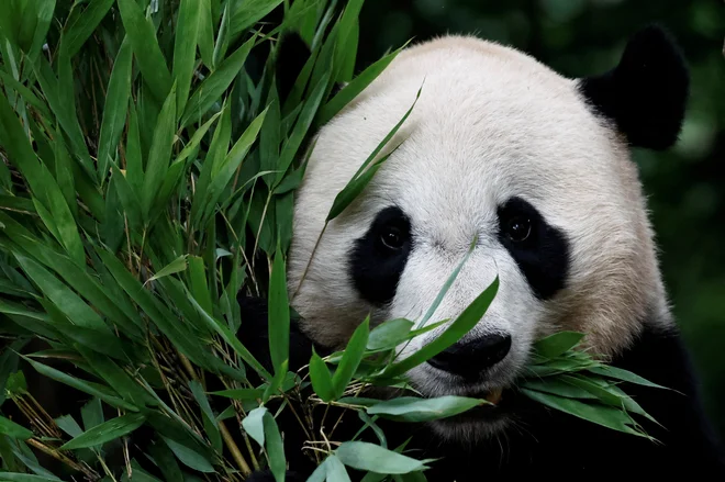 Bei Bei, panda velikanka, rojena v ZDA leta 2015, ki je bila prenesena na Kitajsko leta 2019, se sedaj nahaja v bazi Ya'an Bifengxia kitajskega centra za ohranjanje in raziskovanje pande velikanke. Foto: Tingshu Wang/Reuters