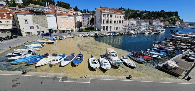 Ko veter nabije morsko sluz na površino piranskega mandrača, je to skoraj nemogoče očistiti, saj je je morje polno. Ko odstraniš eno preprogo, že priplava druga. FOTO: Boris Šuligoj