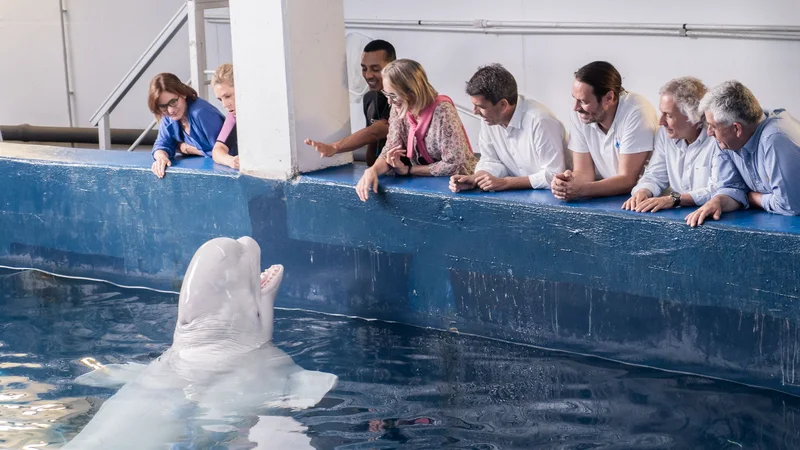 Člani osebja Oceanografic Oceanarium v Valencii hranijo enega od dveh belug, Plombirja in Mirando, iz delfinariuma NEMO v Harkovu v Ukrajini, potem ko sta bila rešena in prepeljana v Valencio s tvegano mednarodno operacijo po kopnem in po zraku. Foto: Marc Domenech/Afp