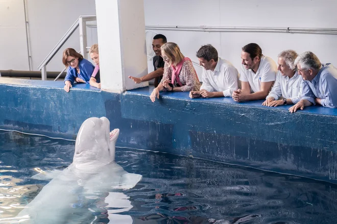 Člani osebja Oceanografic Oceanarium v Valencii hranijo enega od dveh belug, Plombirja in Mirando, iz delfinariuma NEMO v Harkovu v Ukrajini, potem ko sta bila rešena in prepeljana v Valencio s tvegano mednarodno operacijo po kopnem in po zraku. Foto: Marc Domenech/Afp