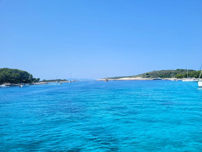 V preteklih letih so ga opazili tudi na vzhodni obali Jadranskega morja, med drugim v morju ob otokih Korčula, Mljet in Brač. Letos pa so ga med drugim opazili v Črni gori. FOTO: Tina Horvat