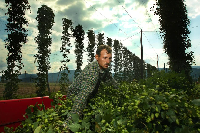 Tuje delavce bo do 30. septembra mogoče hitreje zaposliti. Foto Joze Suhadolnik/Delo