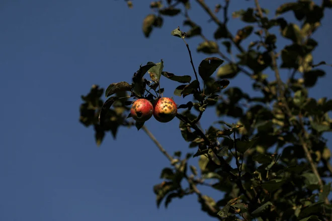 Jabolko postane »stvarni predmet« že s samim naslovom zbirke, ki ga s pogovorno maniro vrže z morebitnega piedestala simbolnih konotacij. FOTO: Francis Mascarenhas/Reuters