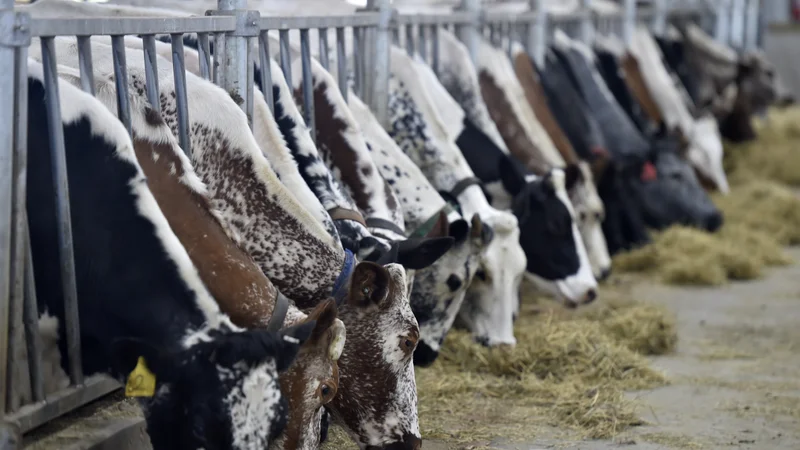 Trenutni sistem kmetijskih subvencij podpira status quo, v katerem imajo največ koristi velika kmetijska podjetja, majhne, družinske kmetije pa odmirajo. FOTO: Aimee Dilger/SOPA Images/Sipa