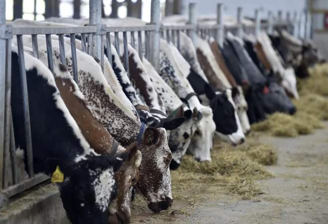 Trenutni sistem kmetijskih subvencij podpira status quo, v katerem imajo največ koristi velika kmetijska podjetja, majhne, družinske kmetije pa odmirajo. FOTO: Aimee Dilger/SOPA Images/Sipa