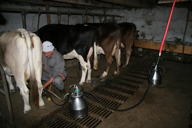 Mladi danes sanjajo tudi o poklicu kmeta. FOTO: Blaž Močnik