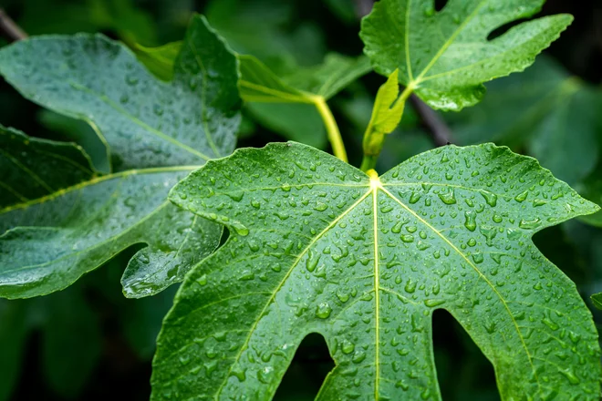 Sebično sem se veselila poletja, ko bo njena krošnja zastrla pogled na zidove sosednjega bloka in mi začela pripovedovati. FOTO. Shutterstock