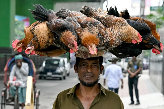 Bangladeški kmet nosi peteline na tržnico s perutnino v Daki. Foto: Indranil Mukherjee/Afp